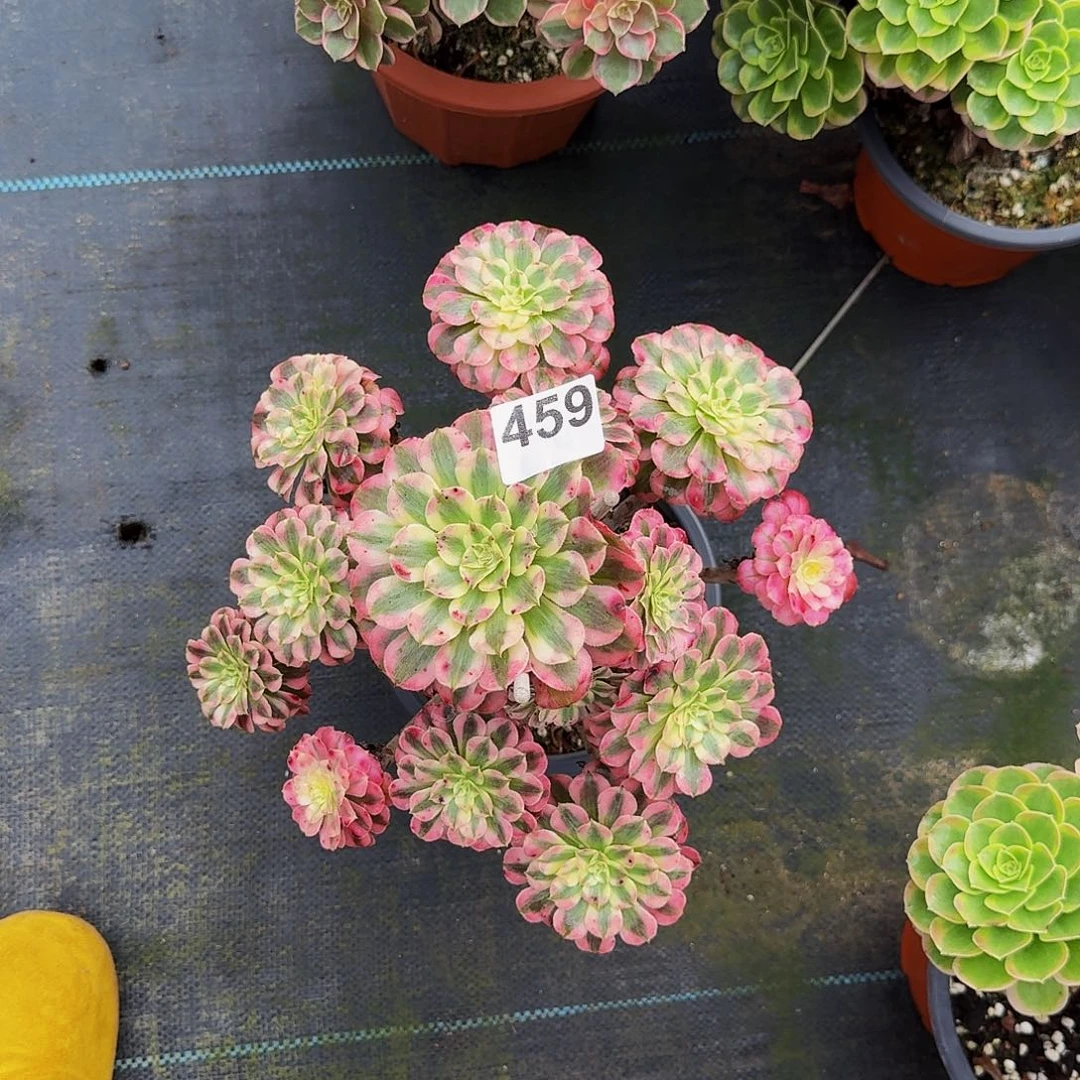 459红铜超白法师植物