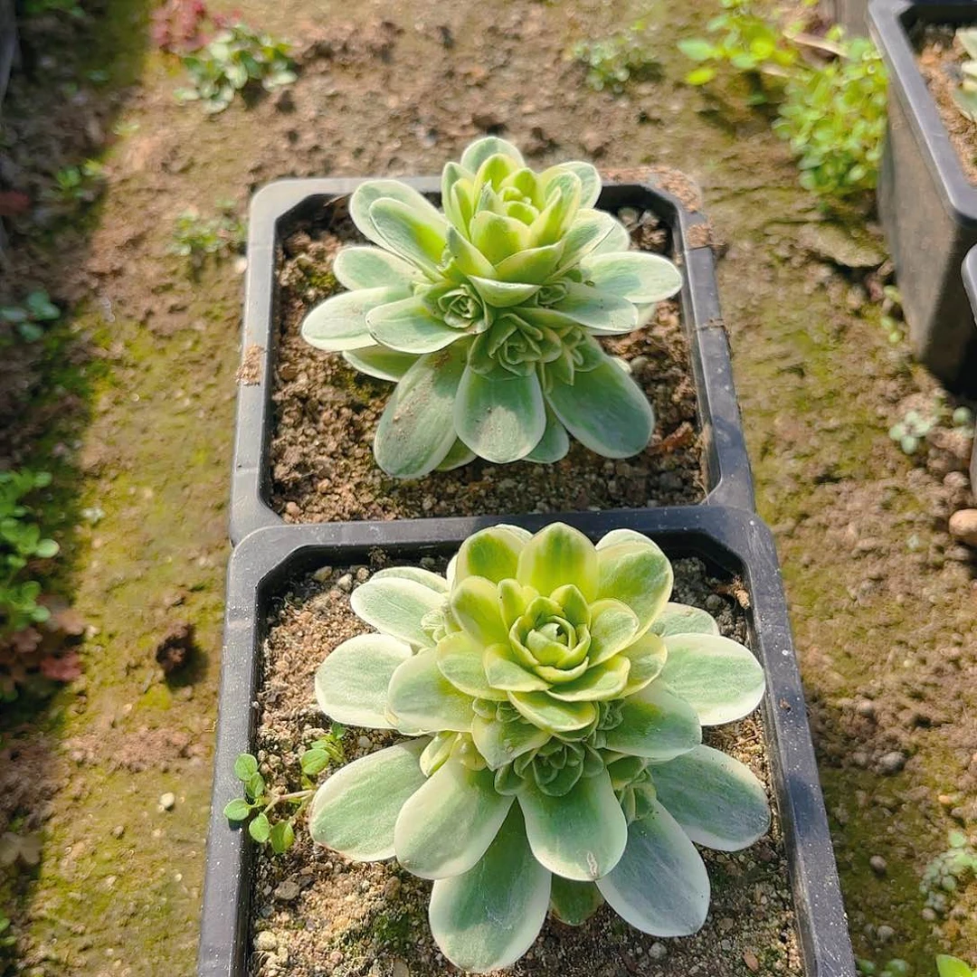 春晓多肉植物两颗