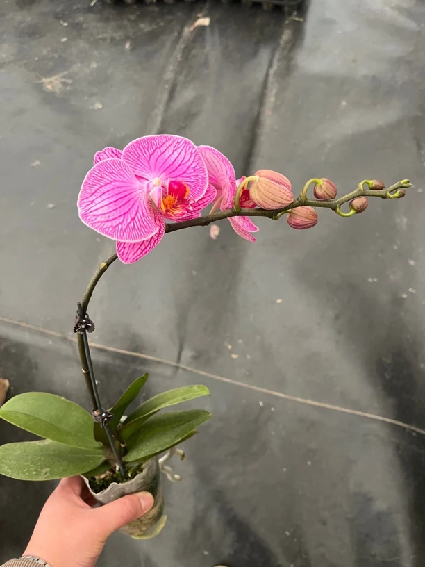 鲜花《玉玲珑》蝴蝶兰云南源头基地直发