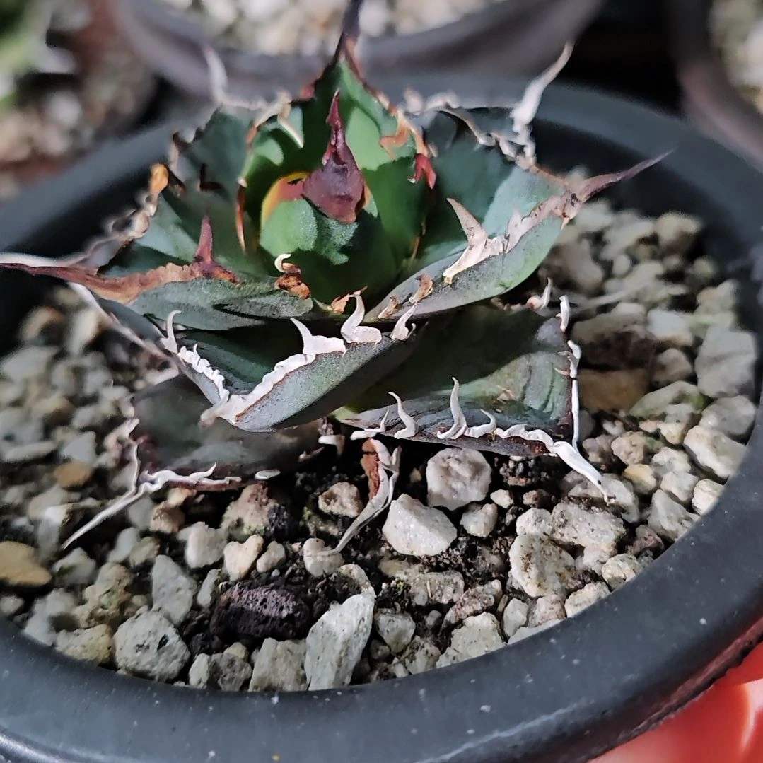 黑帝斯   有根苗