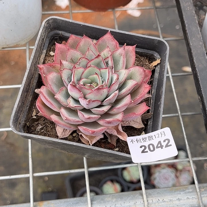 阿雅园艺。      2042月光女神