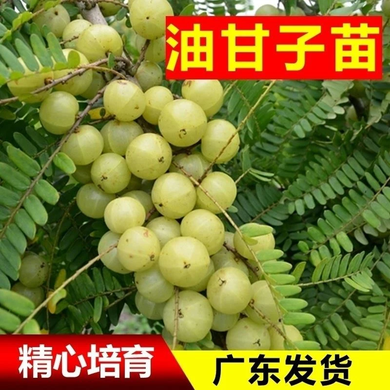 广西狮头甜种油甘苗油甘果树苗余甘子四季结果苗嫁接果树苗当年结