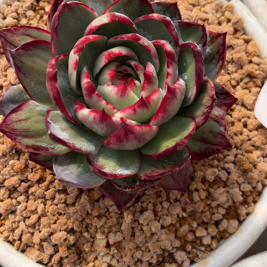 九***字1.4-5惊鸿11111111111