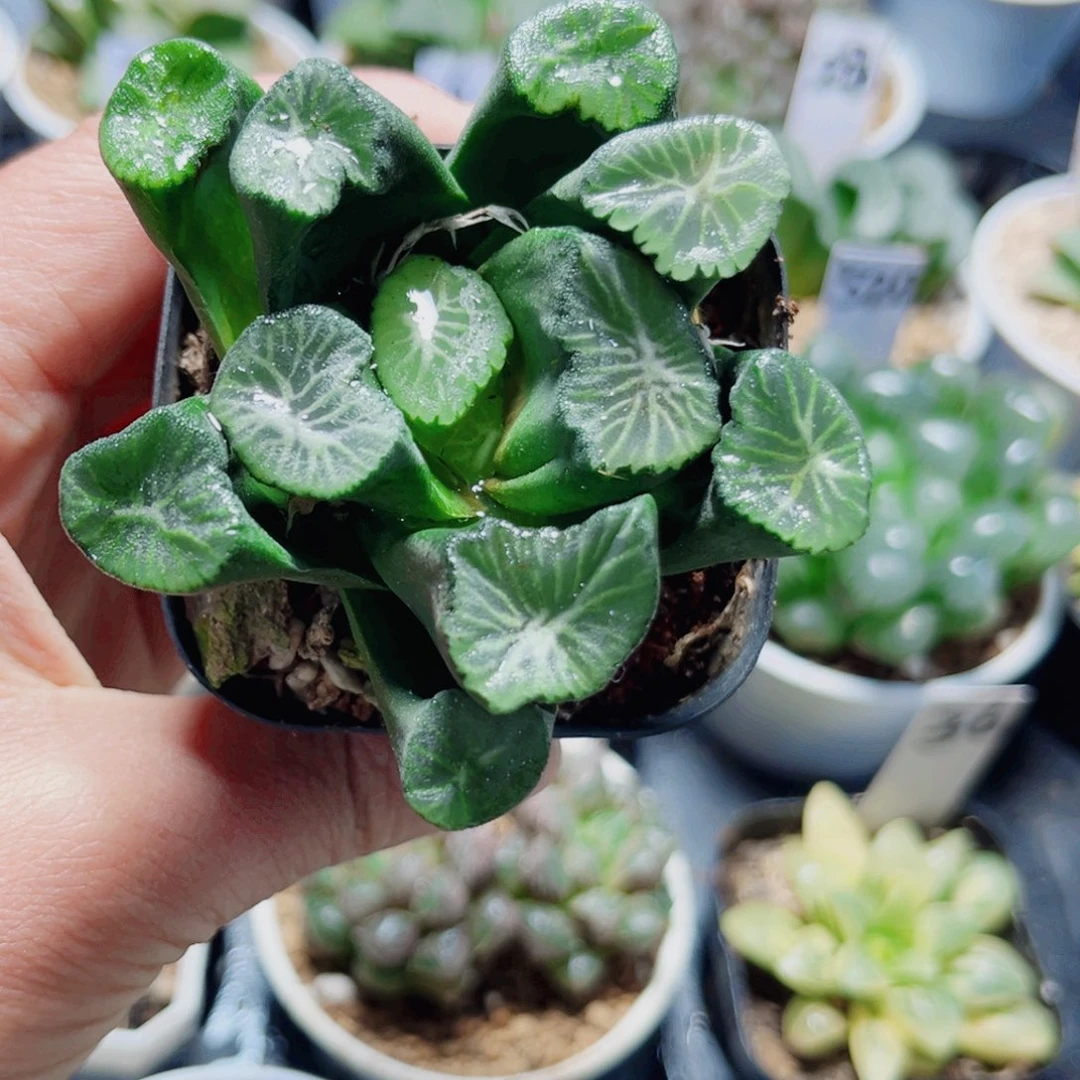 漂亮万象多肉植物6666