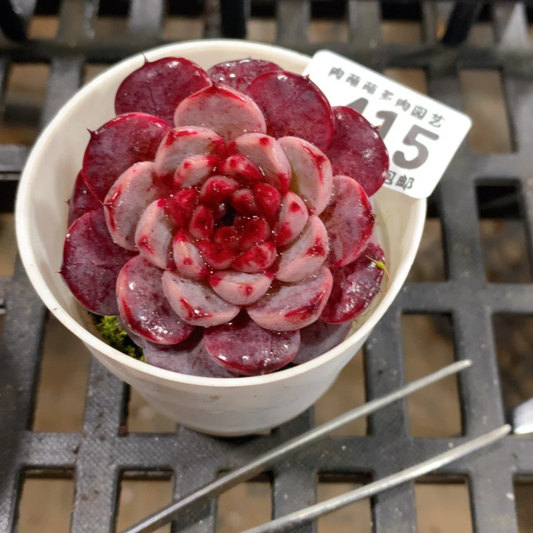 肉萌萌拇指盆精控多肉ZP415