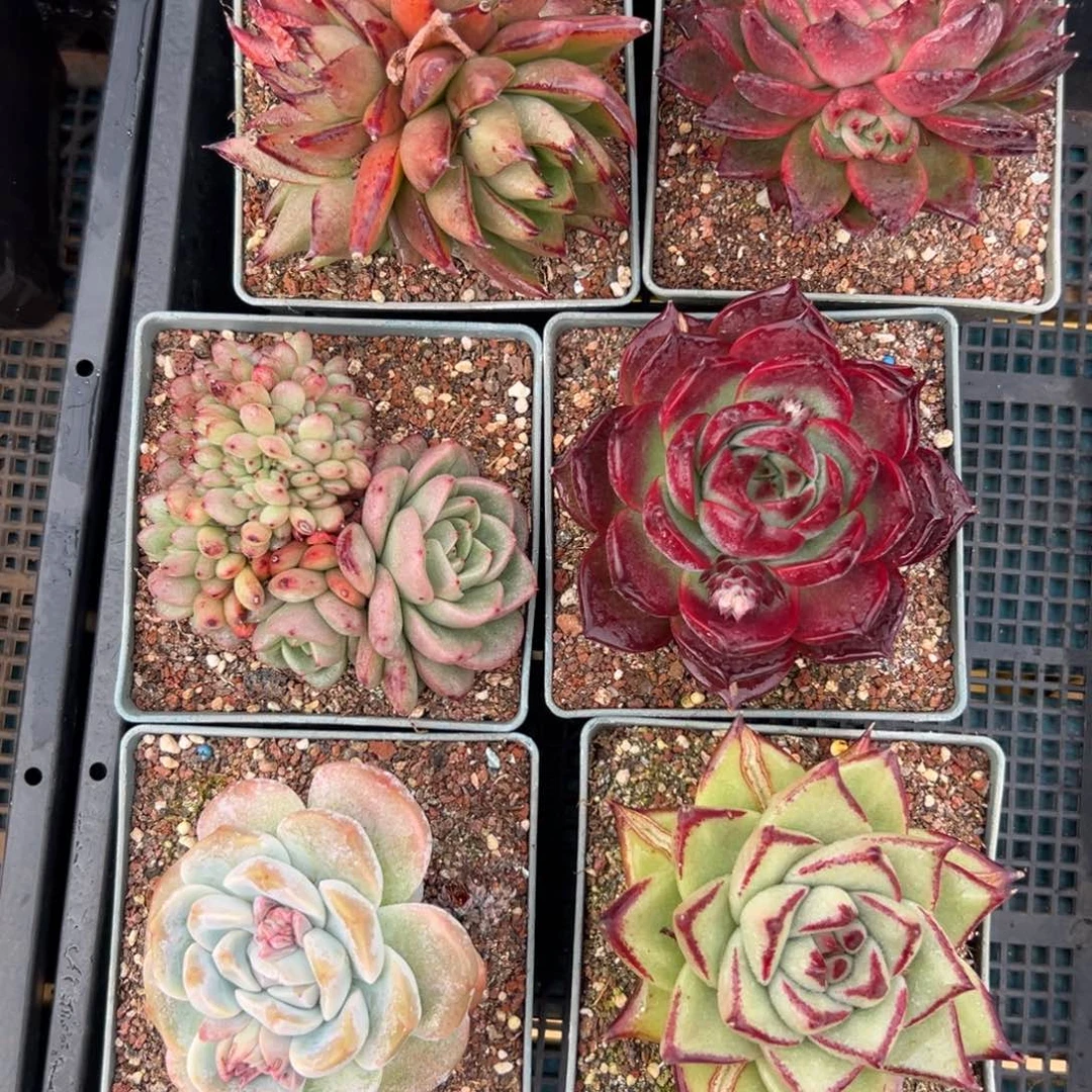 多肉一物一拍编号0119-132