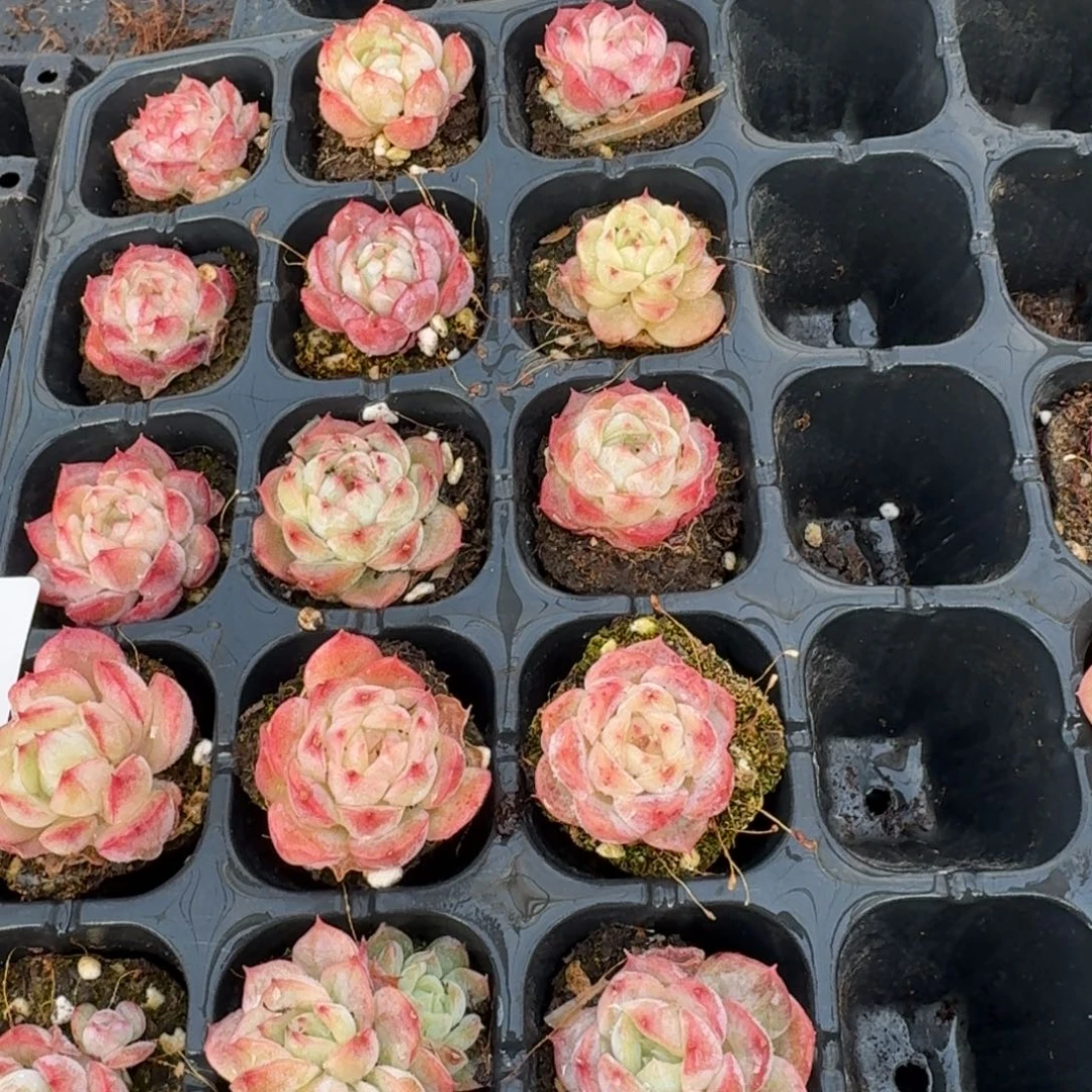 22-8晚霞杂交月影粉投十五颗量拍左四