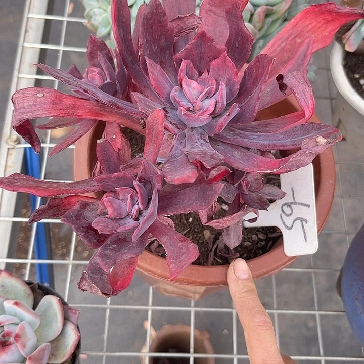 美***美两单包邮，一物一拍，65