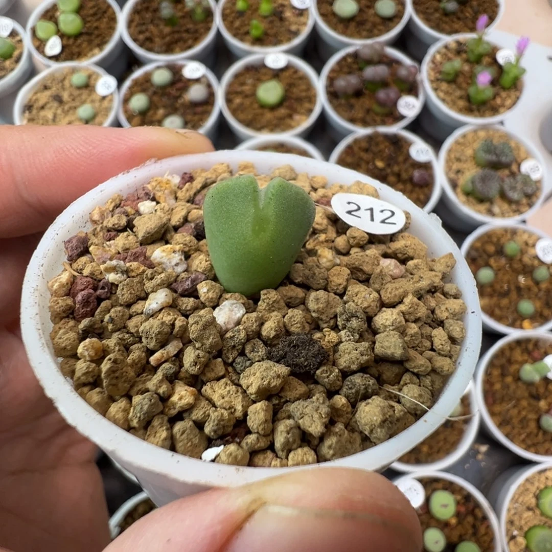 空蝉一颗带盆土212000