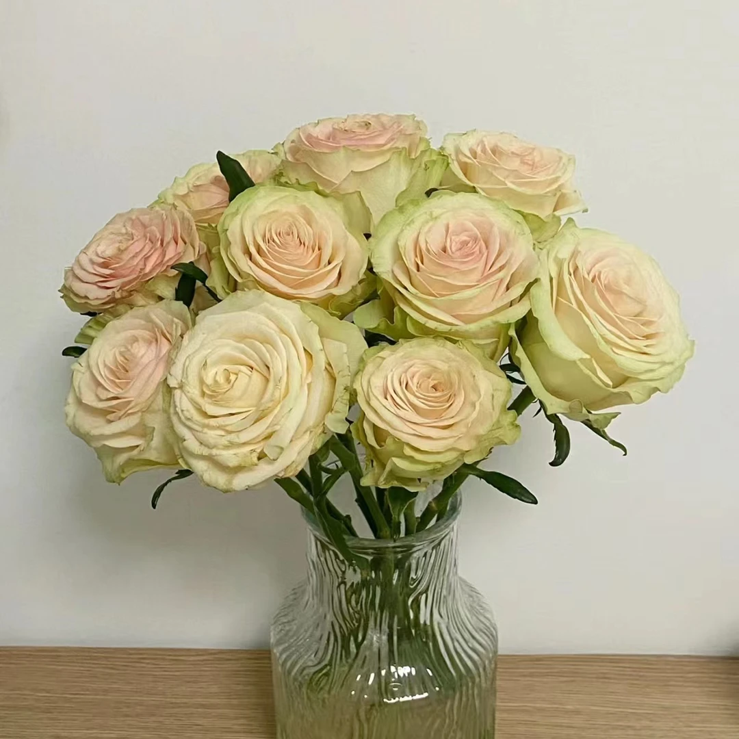 【海盛】10枝海盛活力单头玫瑰（杆子细50cm）两单顺丰或京东