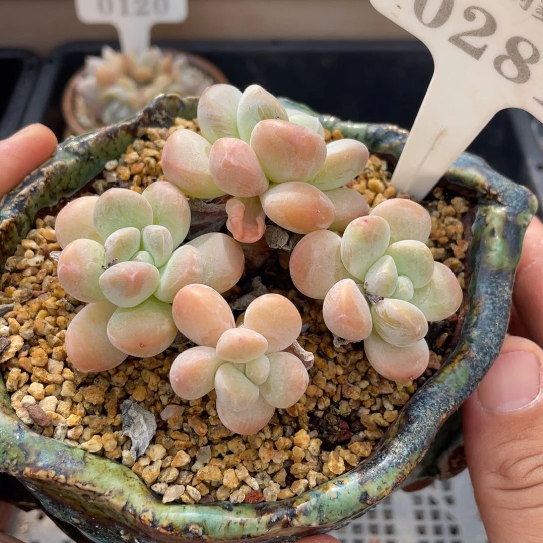 0281香芋不带盆8厘米