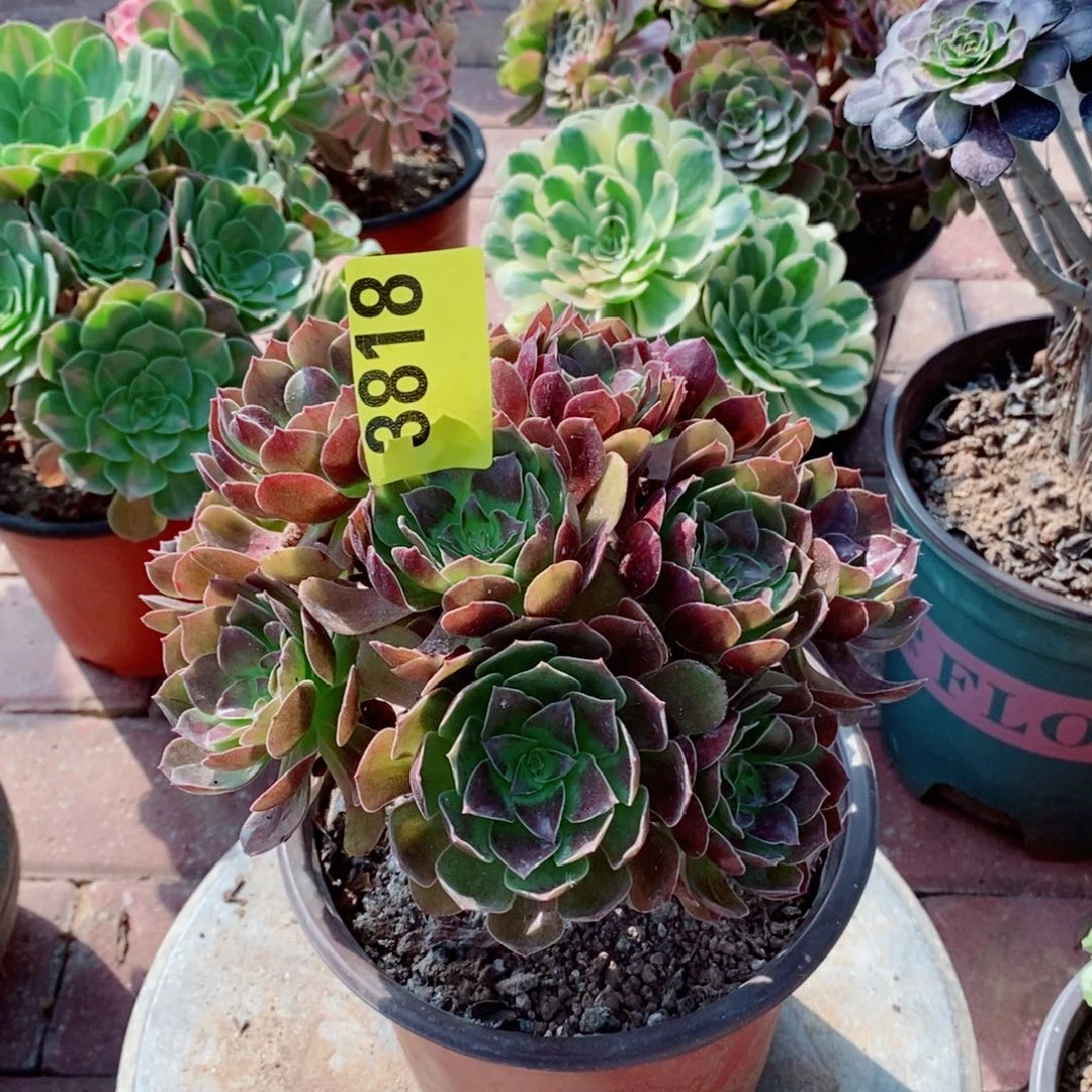 红魔多肉植物3818