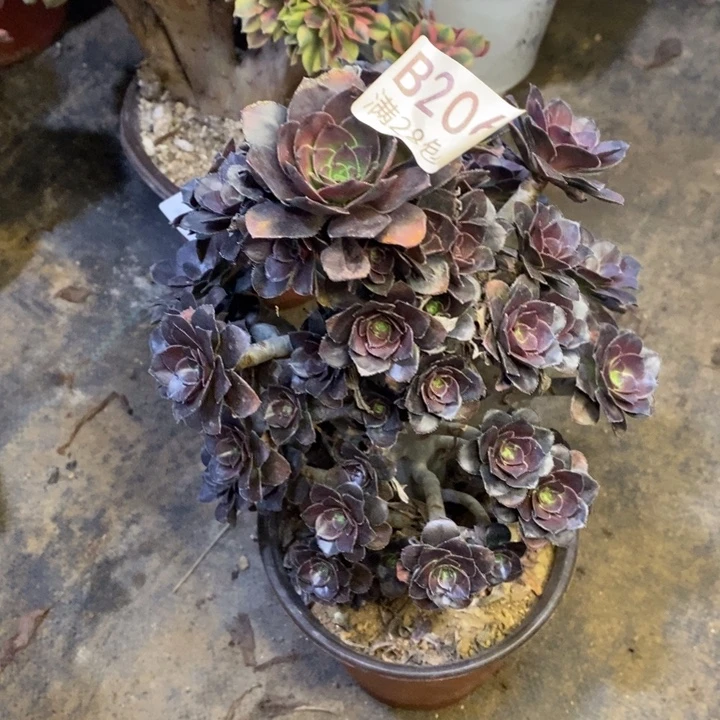 灰圆叶多肉断头不包206