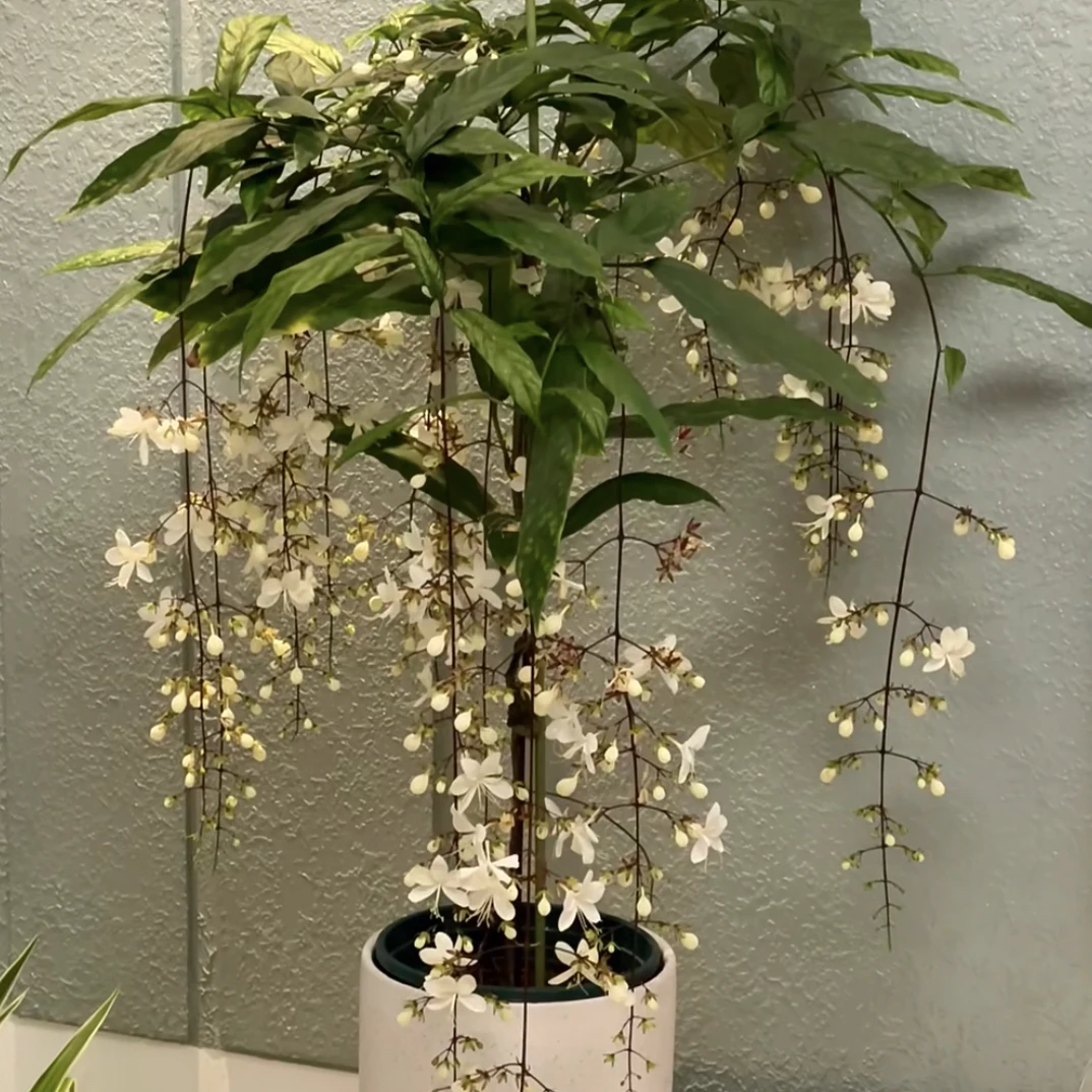 垂丝茉莉室内阳台盆栽观花植物新手易养护爆花强