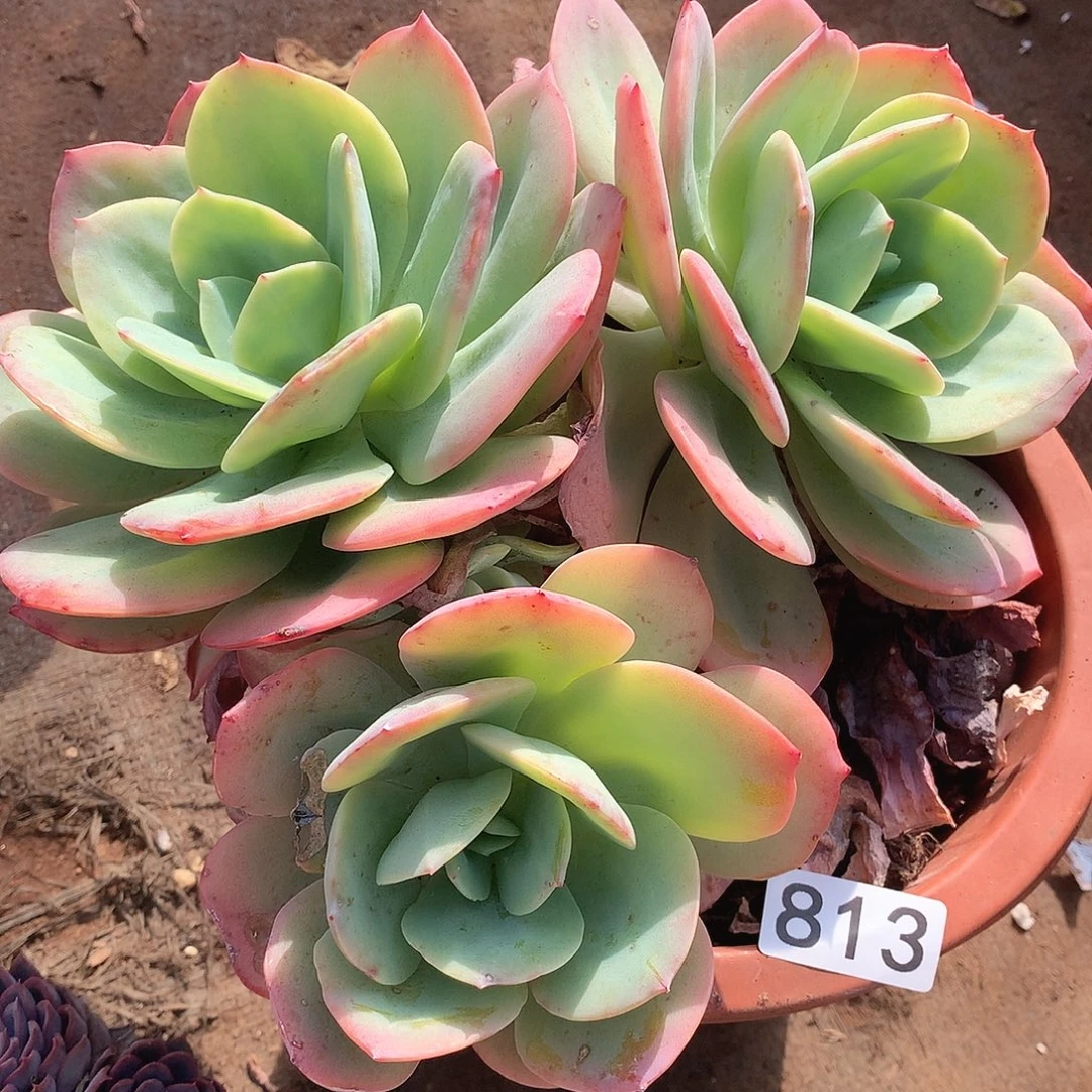 813血凤一物一拍多肉