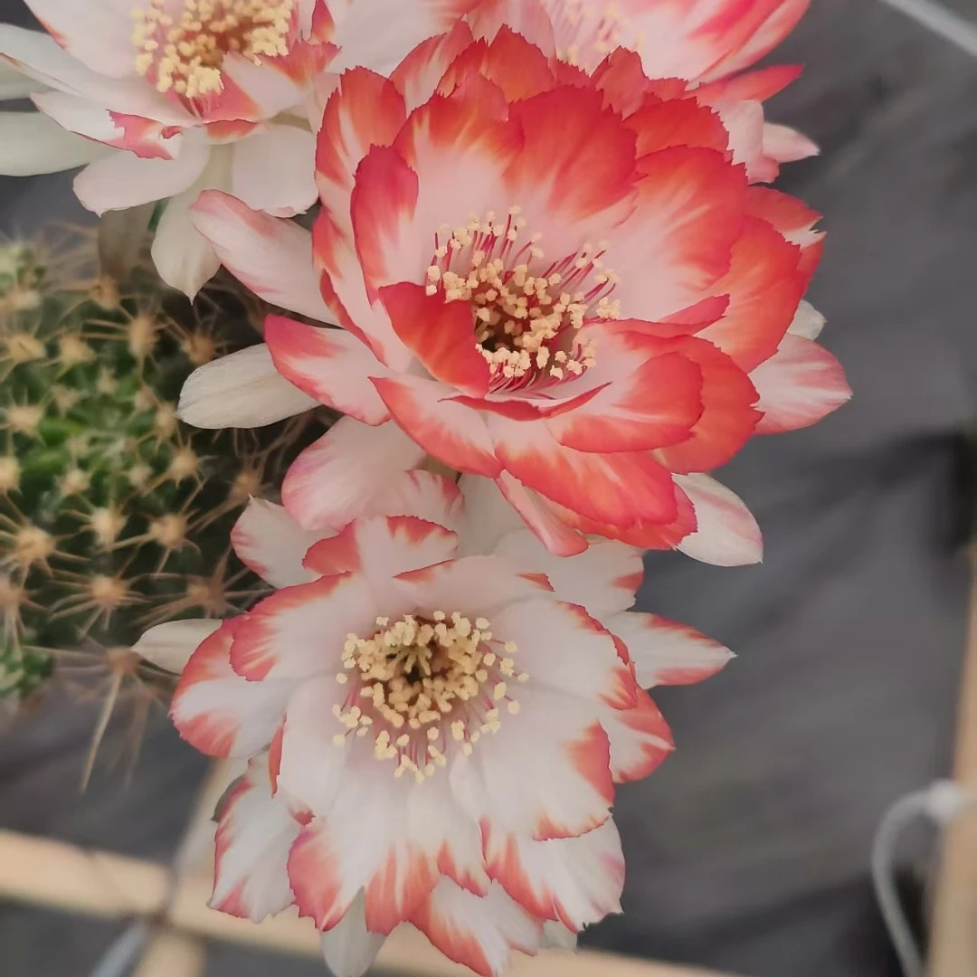 仙人球百变丽花精灵无根侧芽4公分左右