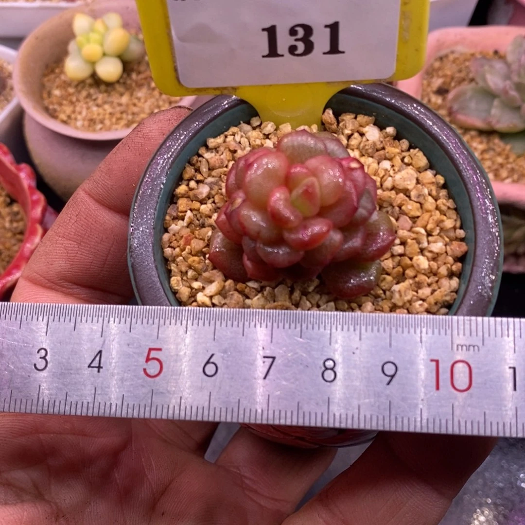 2131开播福利，老桩星星橙拉丝