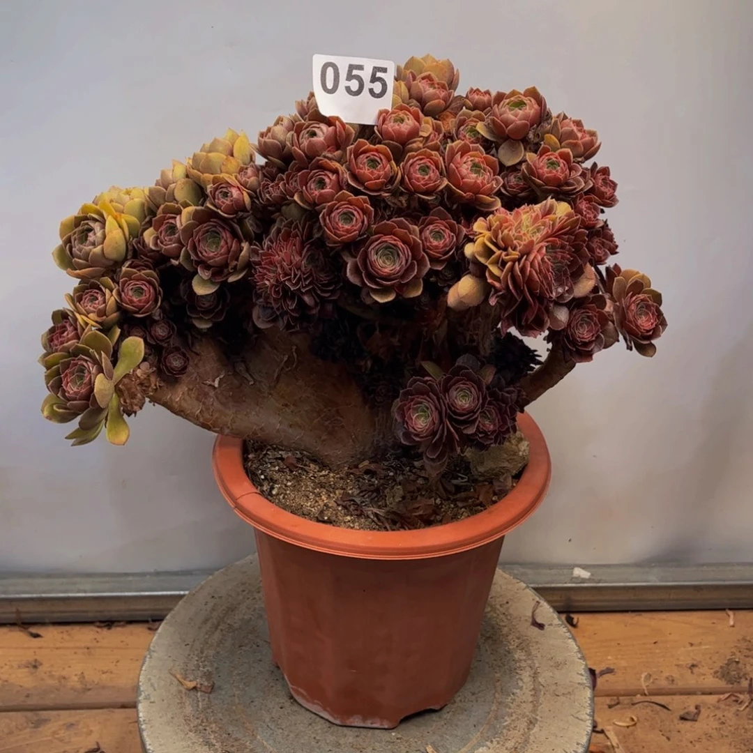 多肉植物万缀撸叶朵朵055