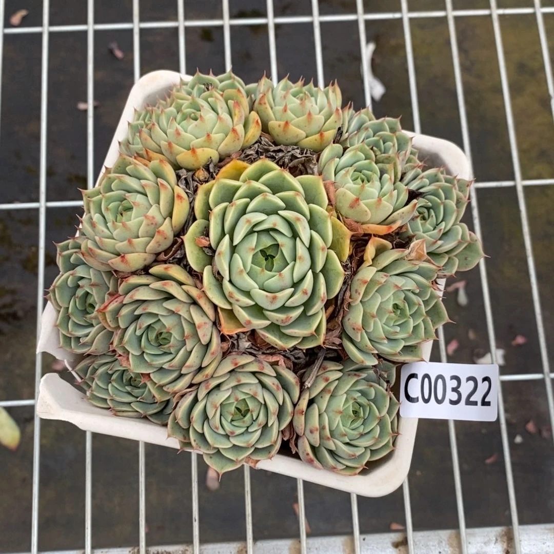 一物一拍苯巴蒂斯322