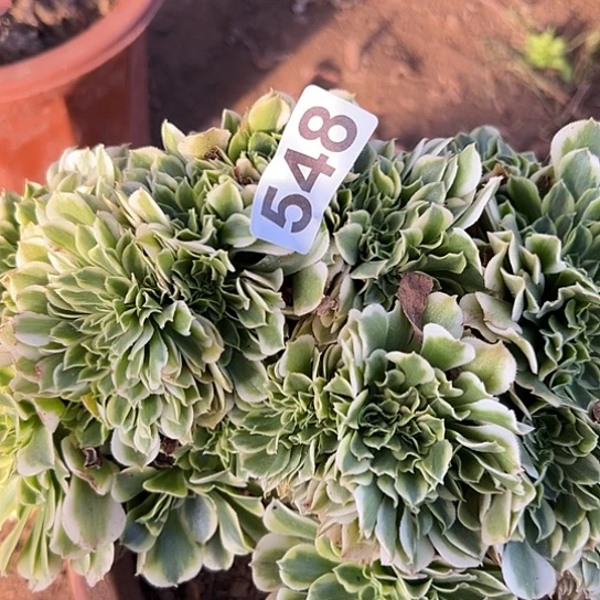 萍***多肉植物一个绿豆沙548