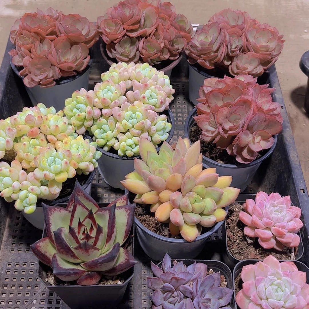 多肉436多肉植物，