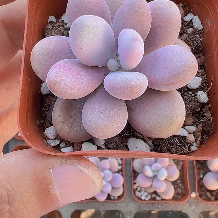 桃蛋精品多肉植物