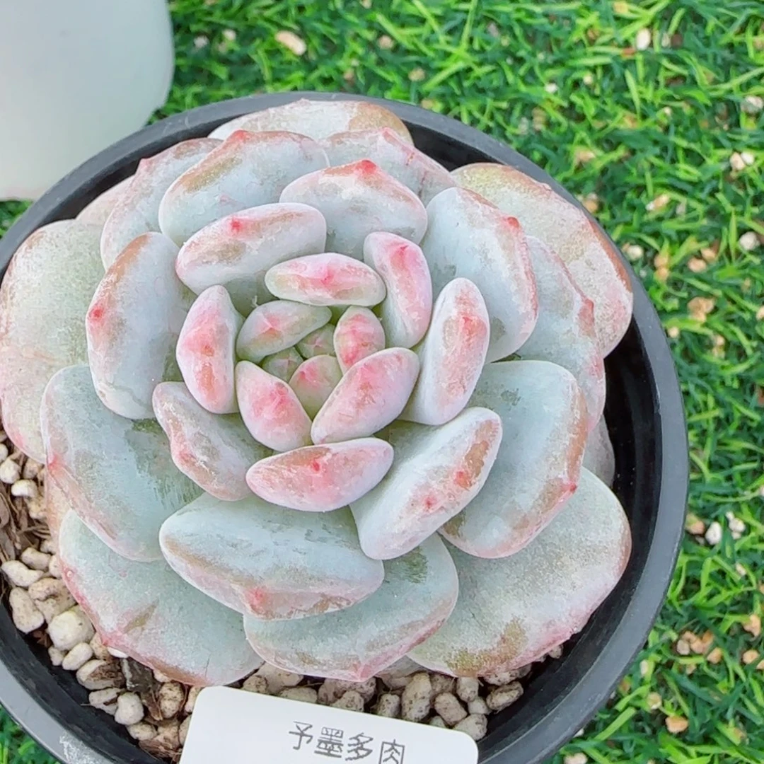 星影石化，9816多肉植物