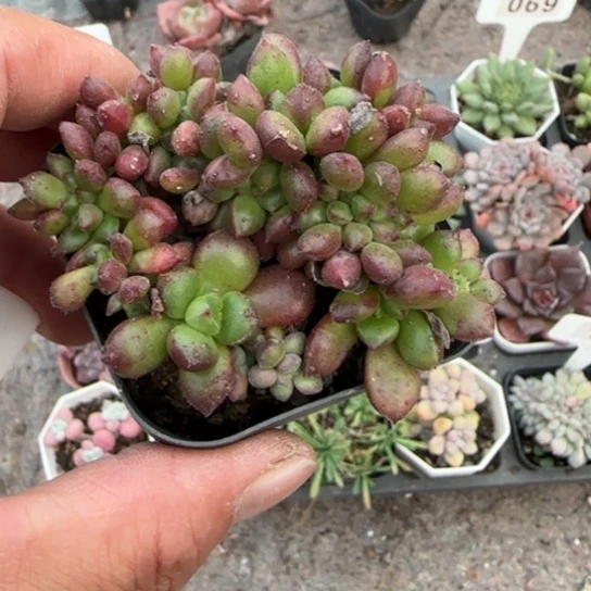 174红唇缀多肉植物多