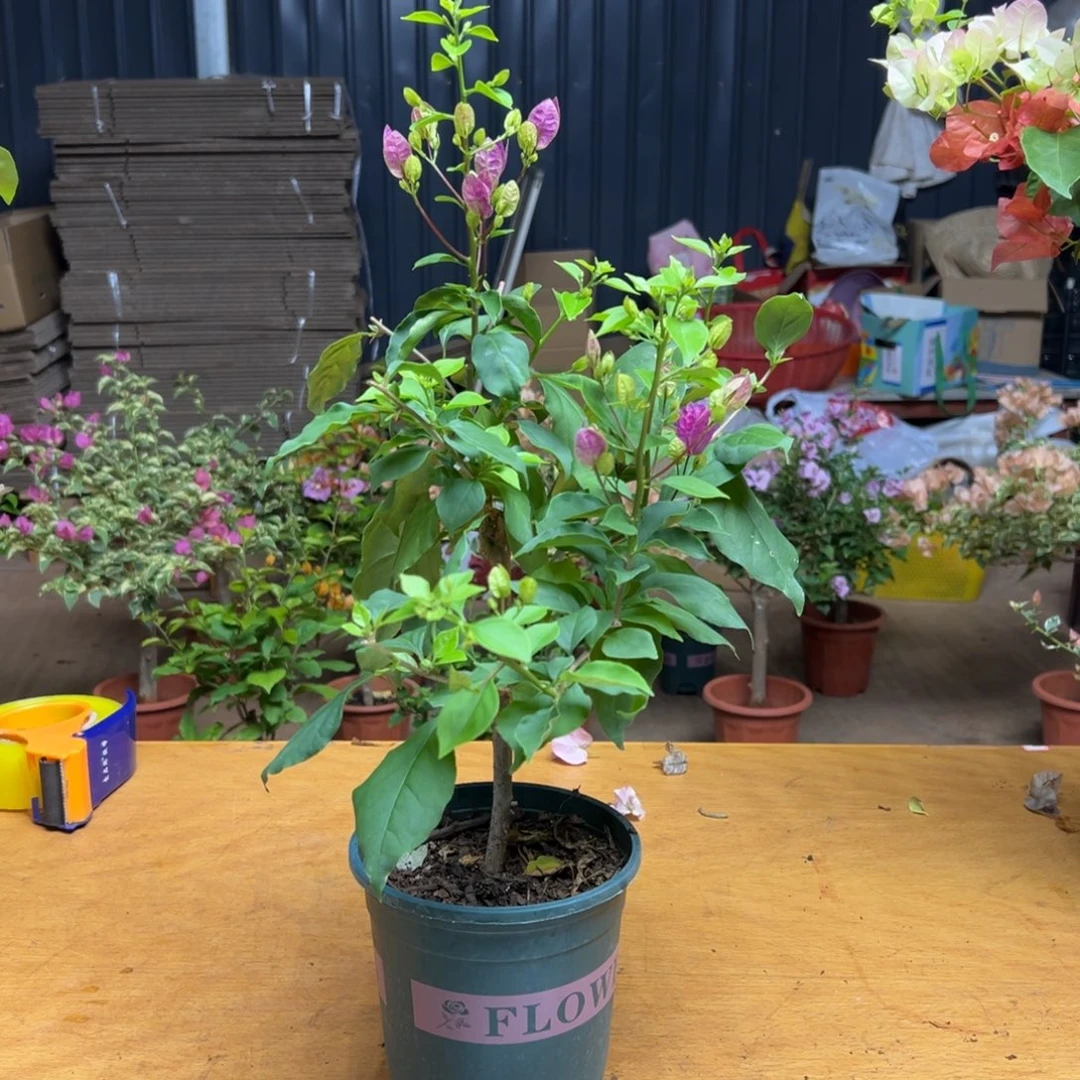 完全开放紫九月原生