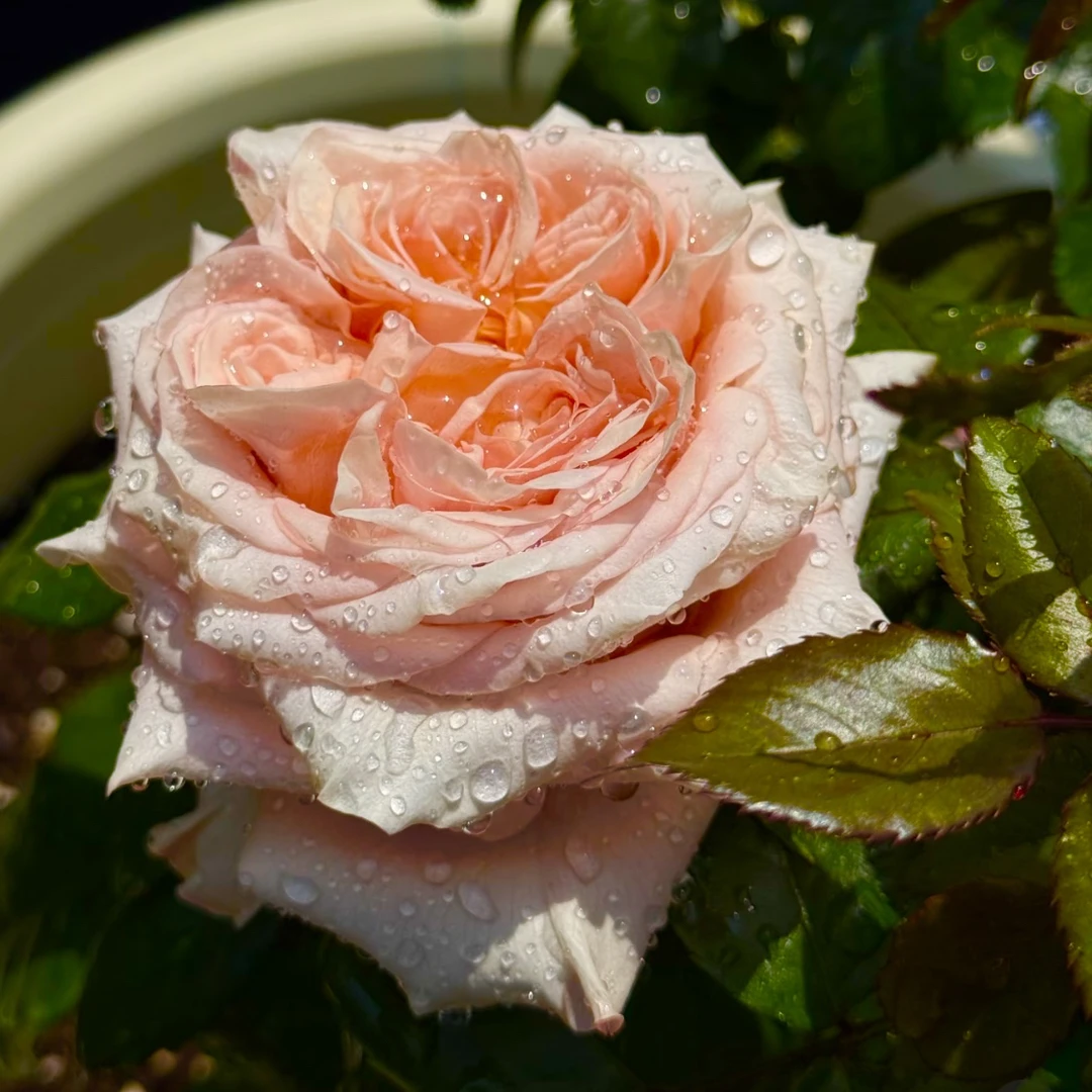 新品【着迷】高杯巨大花 1加仑根接苗2.5L云南发货