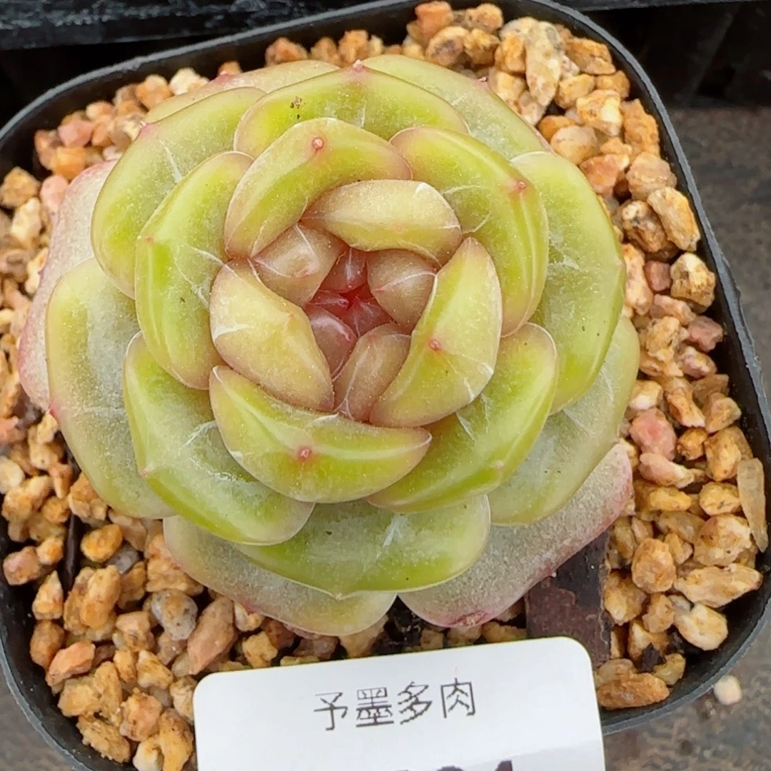 糖璃，3894多肉植物