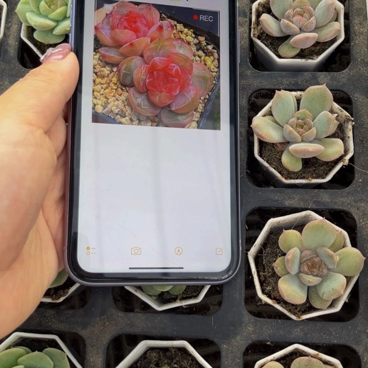 巫拉拉多肉植物 红恋
