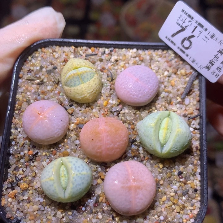 生石花多肉211.76