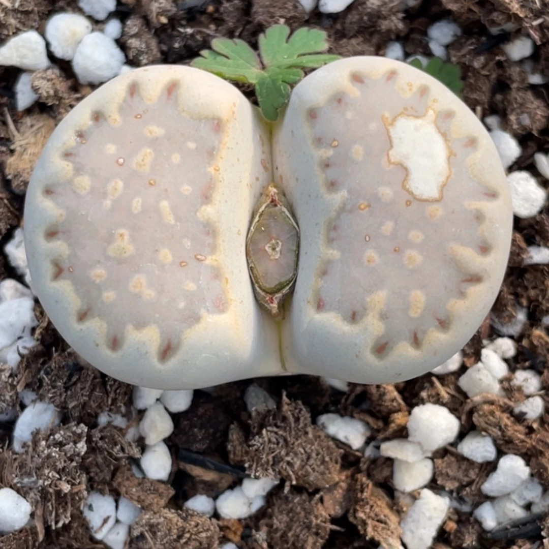 非偏远满20包邮646