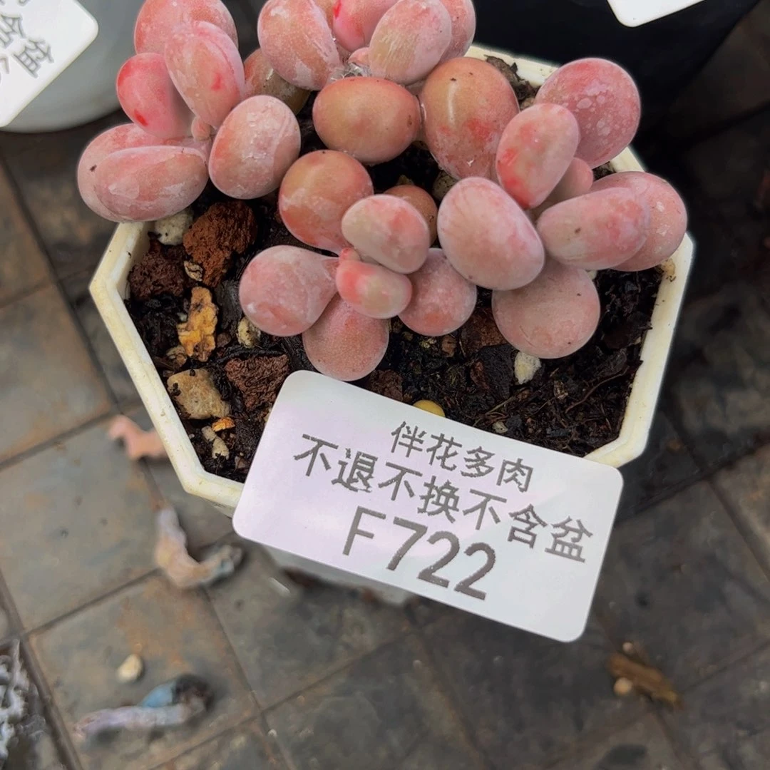 772-糖果桃蛋多人 4cm