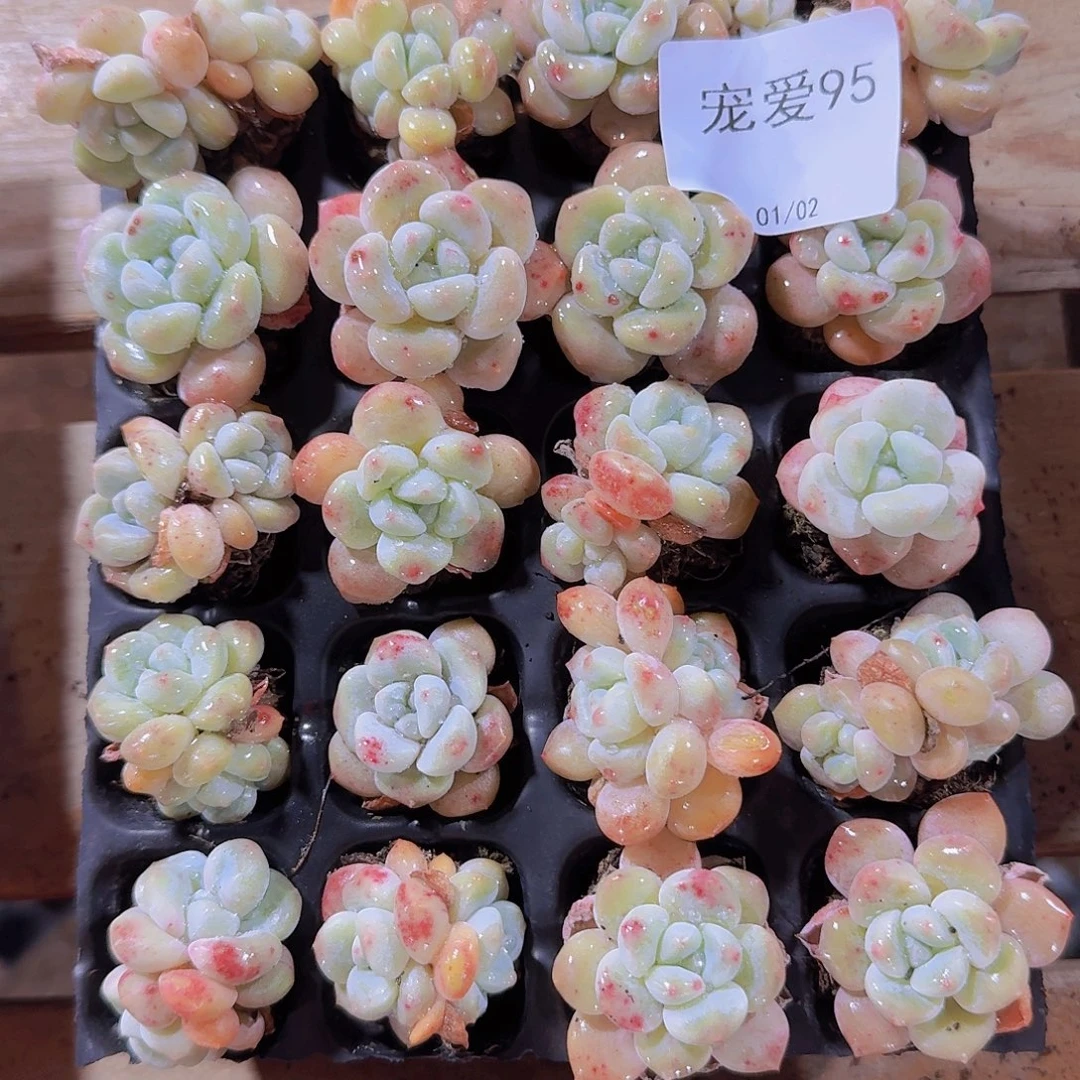 直播福利一物一拍95