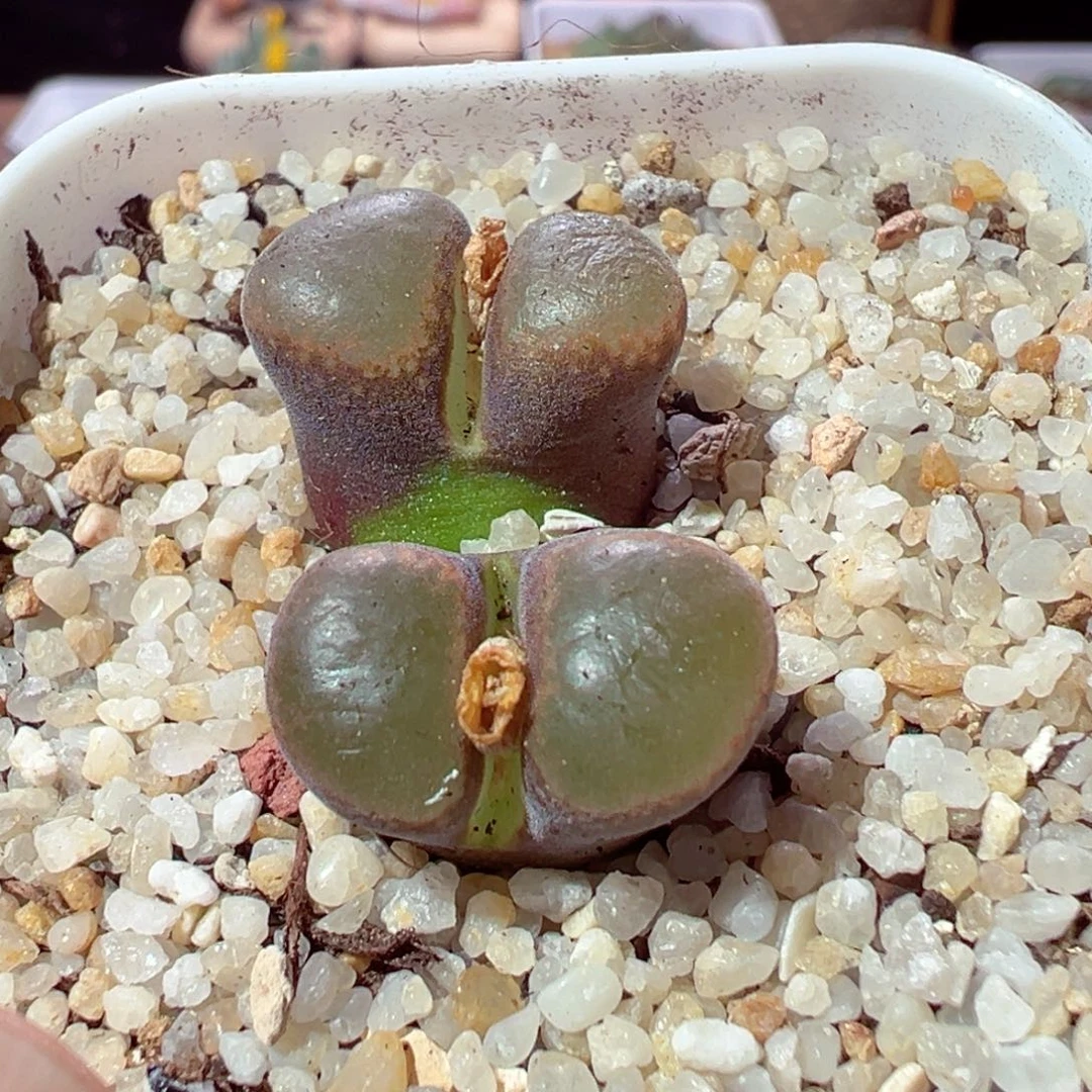 1205-814多肉多日