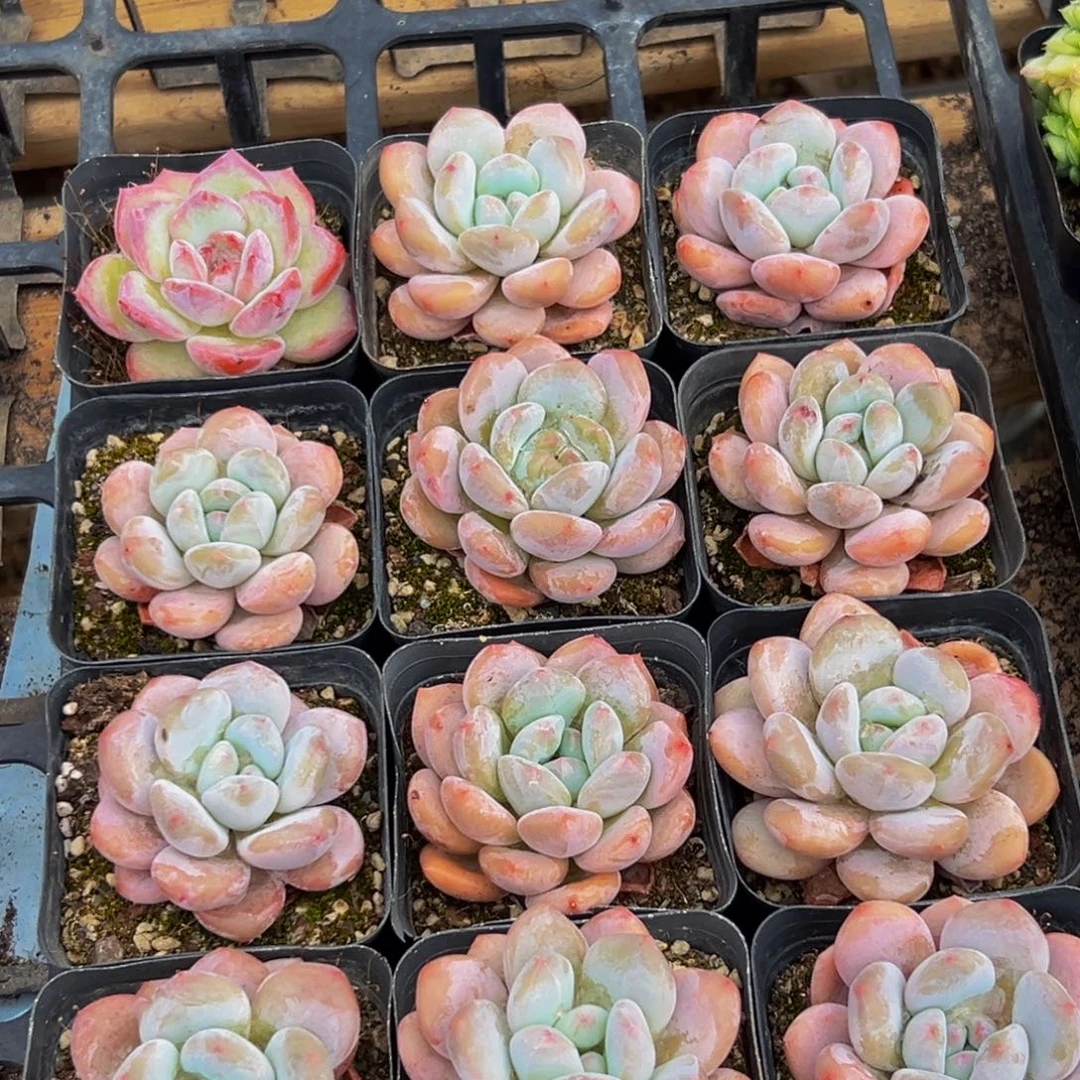 387多肉的小龙虾和一个小龙虾