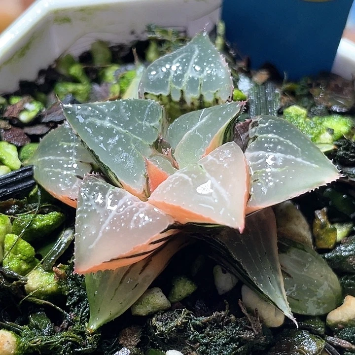 601酒吞锦特选福利