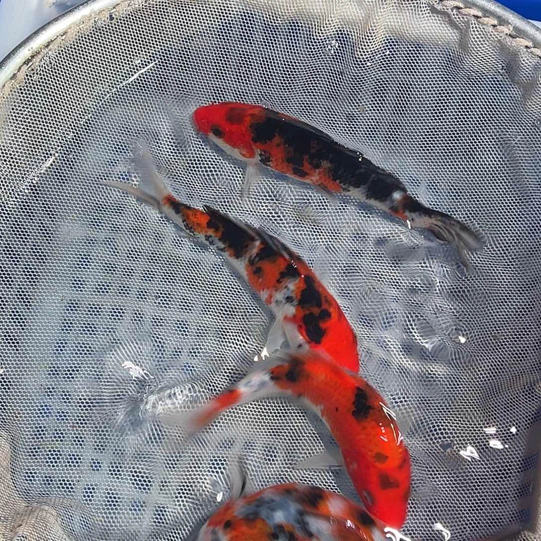 锦鲤锦鲤观赏鱼1111