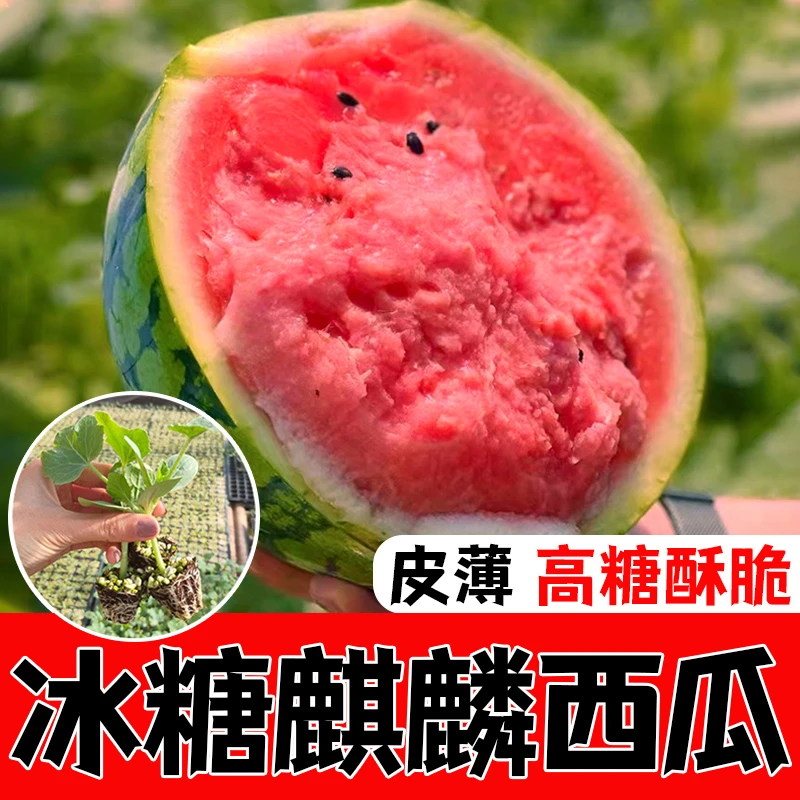 麒麟西瓜苗秧西瓜种籽南方阳台盆栽无籽懒汉小果2k西瓜秧苗