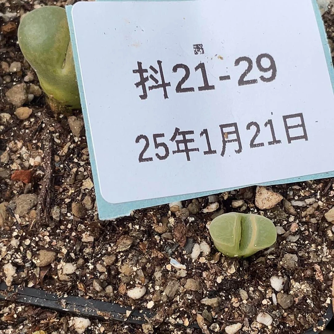 薄****21-29肉锥多肉植物