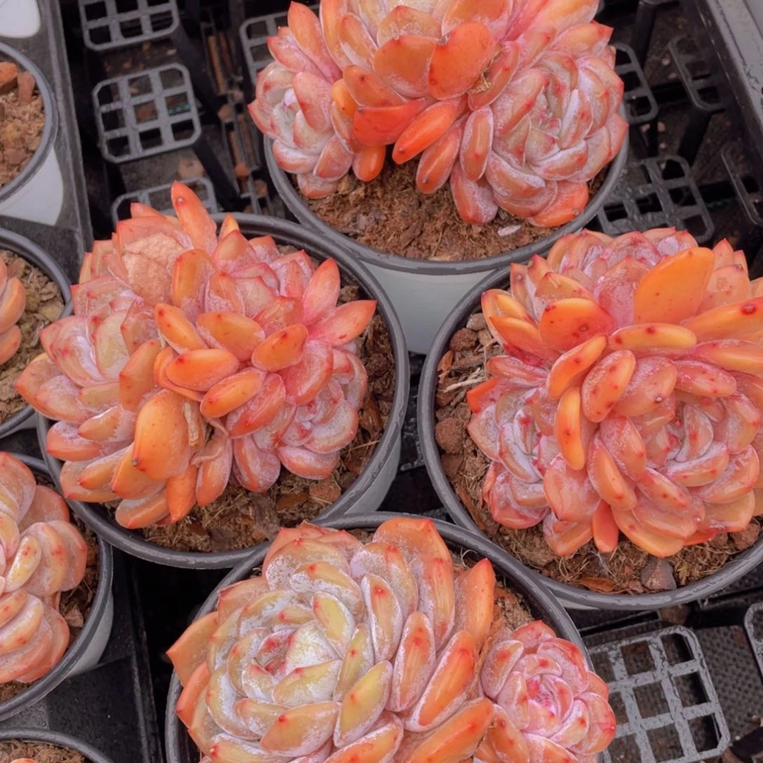 653号老桩大母本韩橙群一个