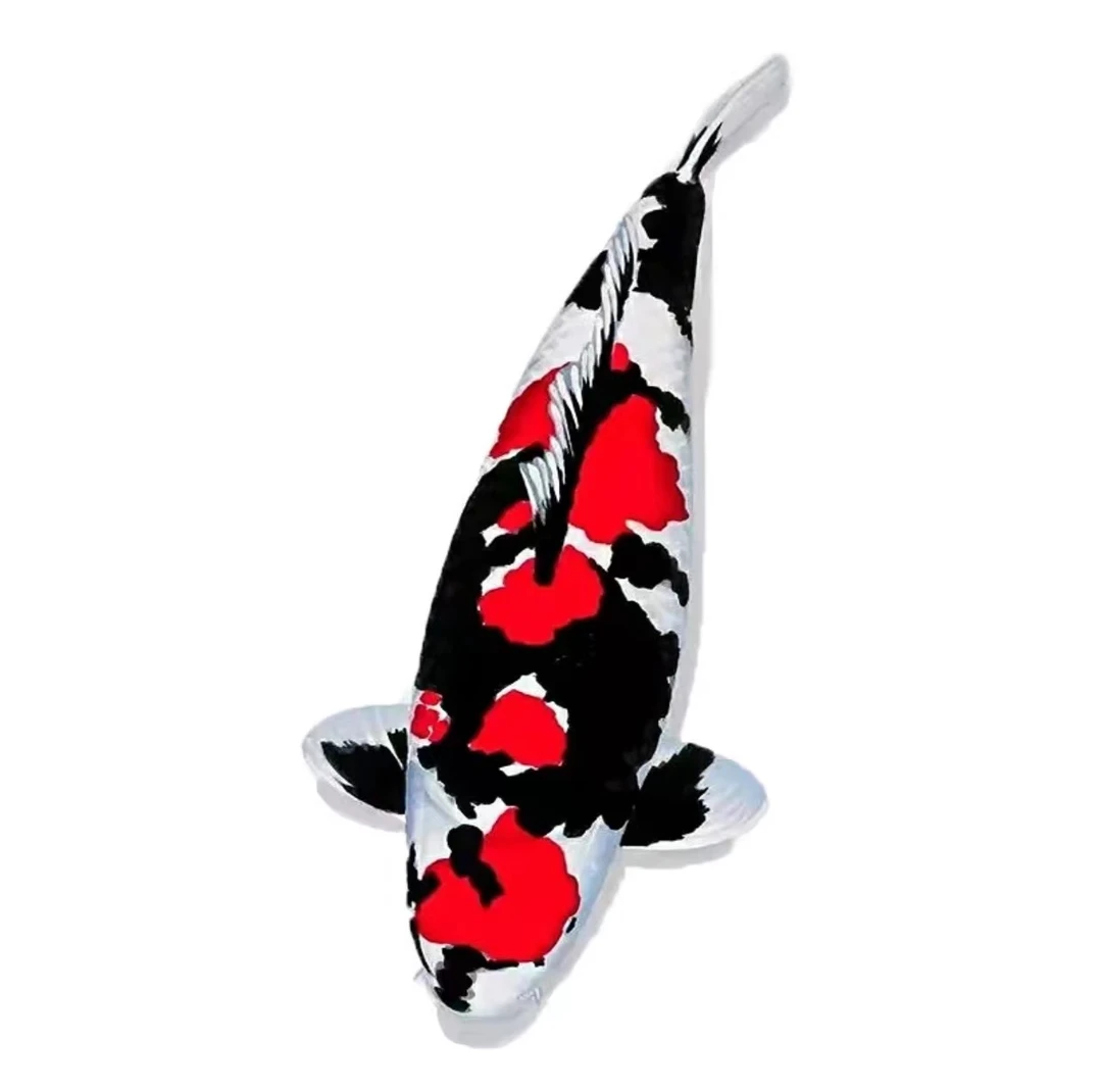 留养级精品昭和锦鲤带血统佛山发货包损不包邮空运到家