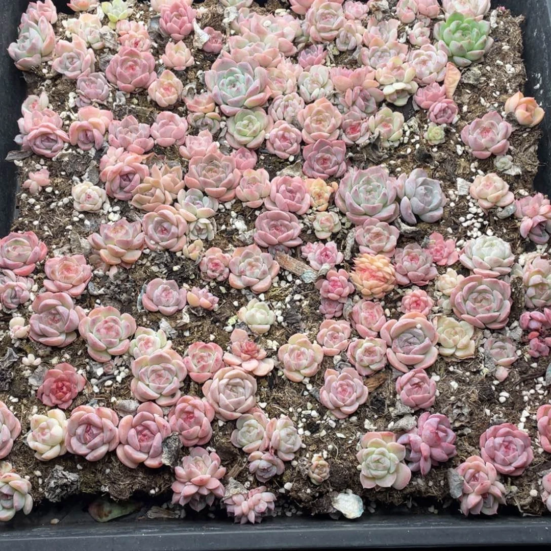 云糖心多肉植物27