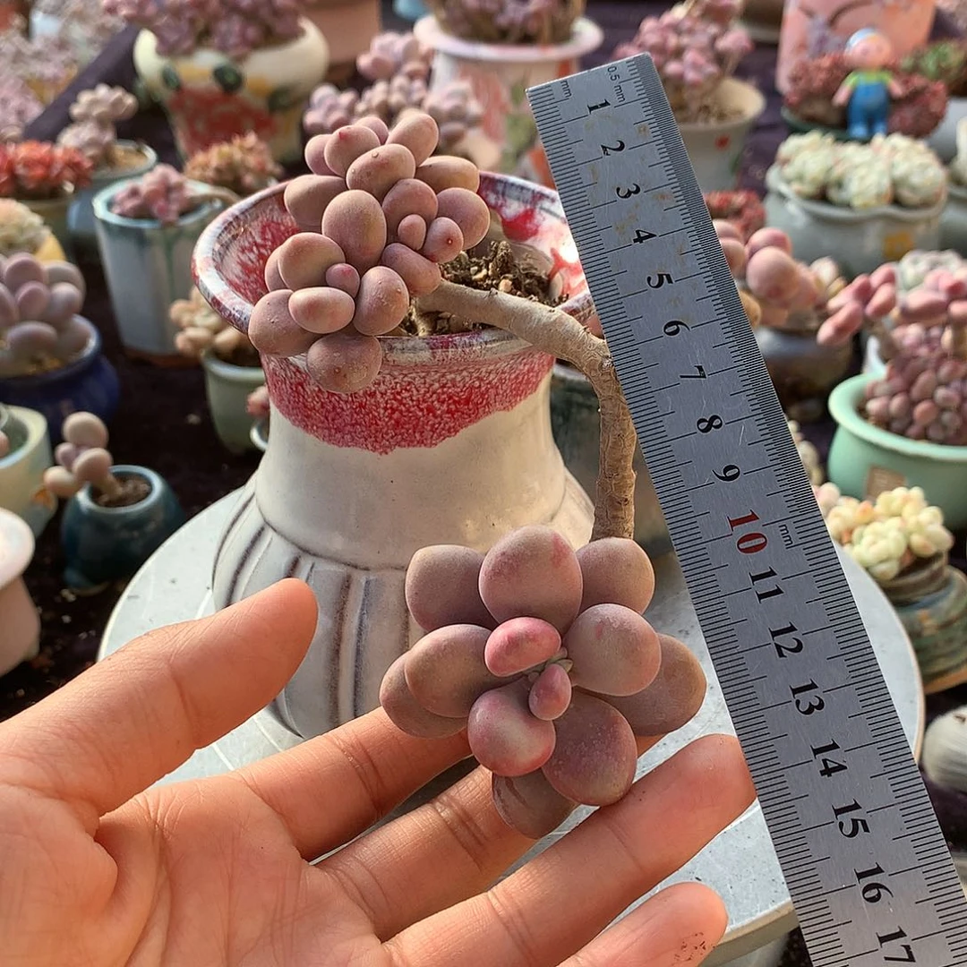 40号不带盆偏远的不包邮的