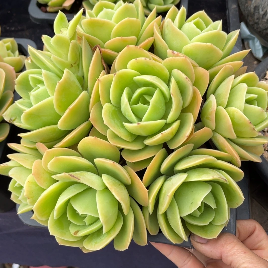 冰***子星呐塔群生不发多肉植物