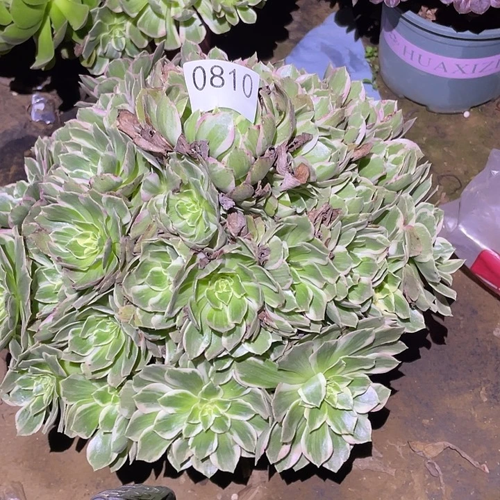 多肉植物断枝不包810万彩灯