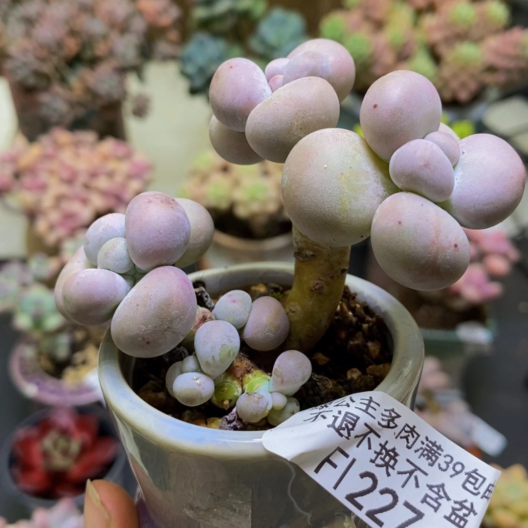 227芭比奶酪6cm多肉