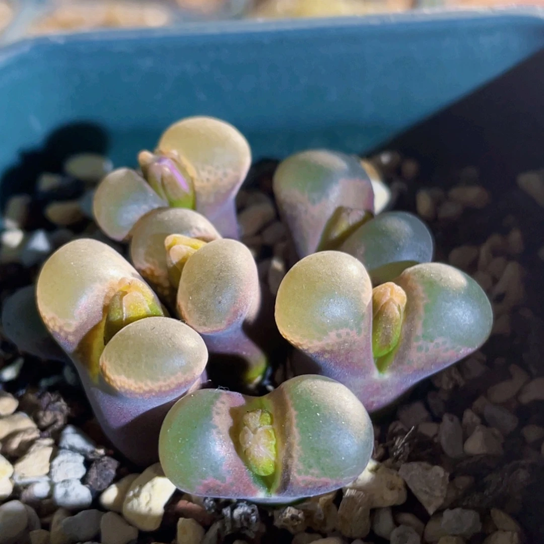 帕法德风铃植物一物一拍